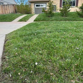 lawn care by TARLY &amp; SONS LAWNCARE reviewed on August 21, 2025