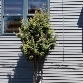 Bush Trimming by Pro Lawns 320 reviewed on August 20, 2025