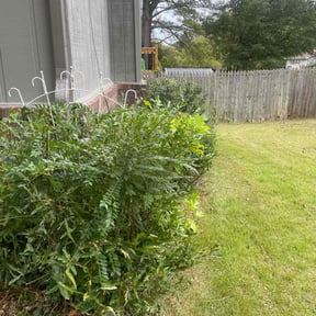 Bush Trimming by All Schuch Up Home Projects reviewed on December 4, 2025