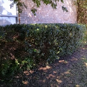 Bush Trimming by Marvin's Services LLC reviewed on August 15, 2025