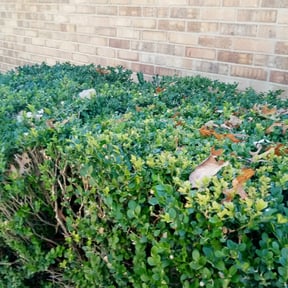Bush Trimming by Mow-Hawk lawn service reviewed on August 18, 2025