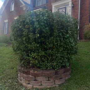 Bush Trimming by Cuts By Chuck reviewed on May 2, 2024