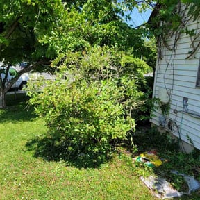 Bush Trimming by All Works Property Management reviewed on August 18, 2025