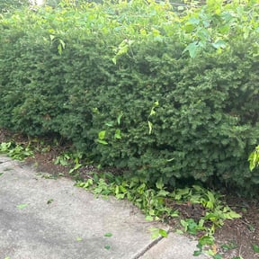 Bush Trimming by Triple S Cuts & Cleanouts reviewed on August 20, 2025