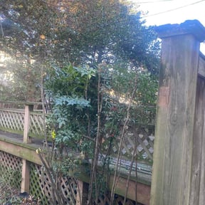 Bush Trimming by Mo Mowing &amp; Yard Clean Up reviewed on January 2, 2026