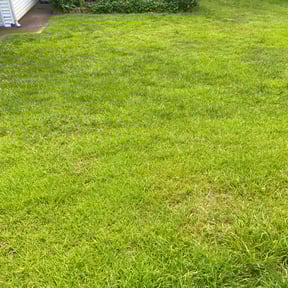 landscape maintenance by Clean Cut reviewed on August 16, 2025