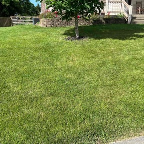 turf maintenance by Mr.Carter&#039;s Landscaping reviewed on June 16, 2022