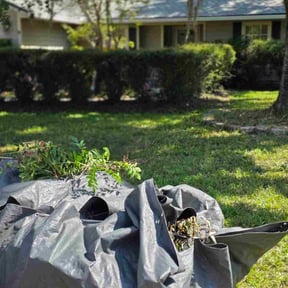 Bush Trimming by MVP Lawn &amp; Landscaping reviewed on November 8, 2025