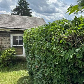 Bush Trimming by Cutting Edge reviewed on August 17, 2025