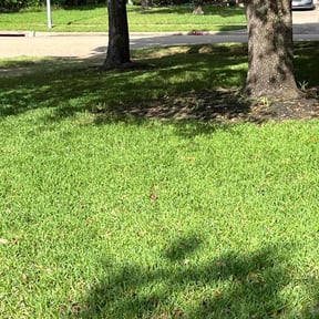gardening service by Alvarado lawn service reviewed on August 17, 2025