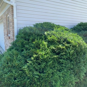 Bush Trimming by Sliced Lawn Care LLC reviewed on August 17, 2025