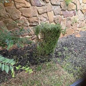 Bush Trimming by The Hillbilly Handyman LLC reviewed on July 20, 2026