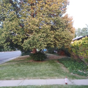 Bush Trimming by FW Home Solutions reviewed on August 15, 2025
