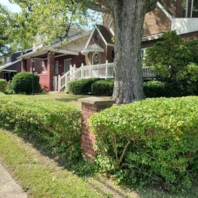 Bush Trimming by Mike’s lawn care reviewed on August 21, 2025