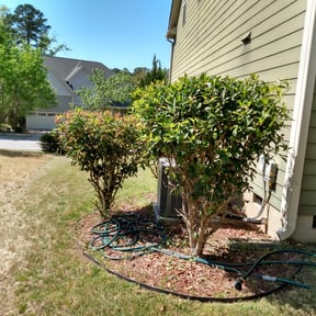 Bush Trimming by Elite Landscaping reviewed on August 20, 2025