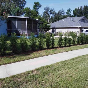 Bush Trimming by ON SITE LAWN SERVICE LLC. reviewed on August 21, 2025