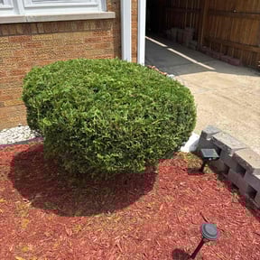 Bush Trimming by Shaggy cuts,INC reviewed on October 20, 2025