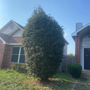 Bush Trimming by Tyrone Wilkins reviewed on January 21, 2026