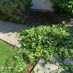 Bush Trimming by K&G Lawncare reviewed on August 16, 2025