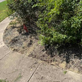 Flower Bed Weeding by Juan Rodriguez reviewed on July 21, 2026