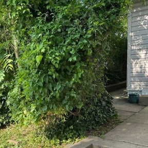 Bush Trimming by Bizy B&#039;s Lawn Services &amp; Pressure Washing reviewed on November 24, 2025