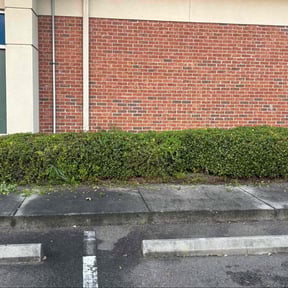 Bush Trimming by Dub’s Lawn Care reviewed on November 5, 2025