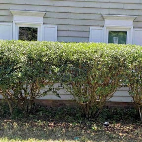 Bush Trimming by ASB LAWN MODIFICATION  reviewed on August 18, 2025