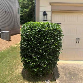Bush Trimming by Marti Preservation reviewed on August 20, 2025