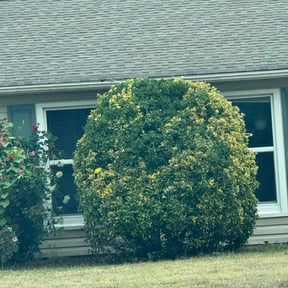 Bush Trimming by Rock Solid Services LLC reviewed on November 25, 2025