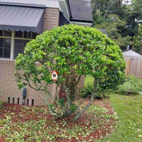 Bush Trimming by ROYAL GREEN LANDSCAPING LLC reviewed on August 16, 2025
