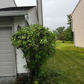 Bush Trimming by Valrico lawn care reviewed on August 20, 2025