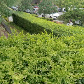 Bush Trimming by Mercer Mechanical reviewed on August 15, 2025