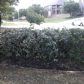 Bush Trimming by Northwest Best Lawn Care reviewed on September 30, 2025