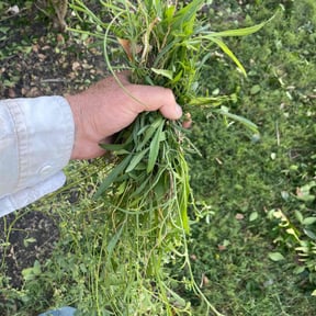 Flower Bed Weeding by Yanez Brothers Landscaping reviewed on November 23, 2025