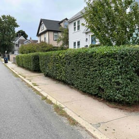 Bush Trimming by (PFGS) PO FOLKZ GARDEN Services reviewed on August 20, 2025
