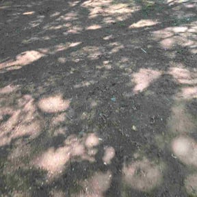 Leaf Removal by Cj's Landscaping reviewed on April 16, 2026