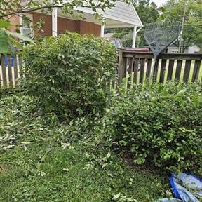 Bush Trimming by Gto grean reviewed on August 15, 2025
