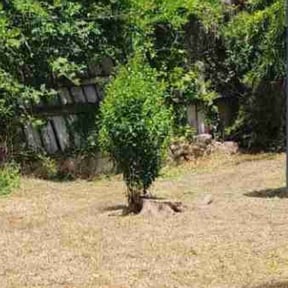 Bush Trimming by Inactive Provider reviewed on August 16, 2025