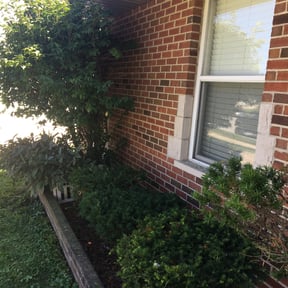 Bush Trimming by Clean Cut Land Management reviewed on August 19, 2025