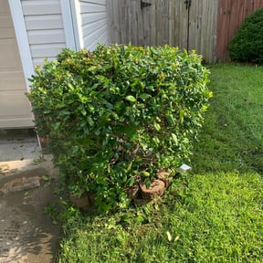 Bush Trimming by Blades of Green, LLC reviewed on August 16, 2025