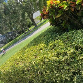 Bush Trimming by Grateful Green Lawn Care reviewed on August 17, 2025