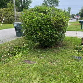 Bush Trimming by Cole Family Landscaping Services reviewed on August 20, 2025