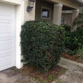 Bush Trimming by First Choice Landscaping of St Augustine reviewed on August 17, 2025