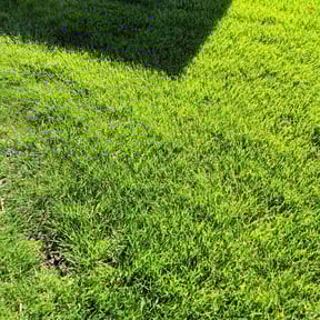 yard care by EP Remodeling LLC reviewed on August 15, 2025