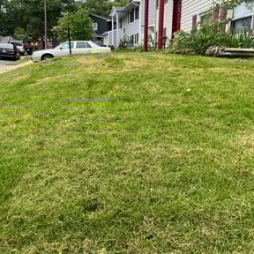 grass maintenance by Michael's Lawn Care reviewed on October 22, 2023