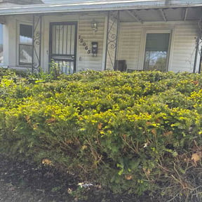 Bush Trimming by Precision Backcountry Land Clearing LLC reviewed on May 10, 2026