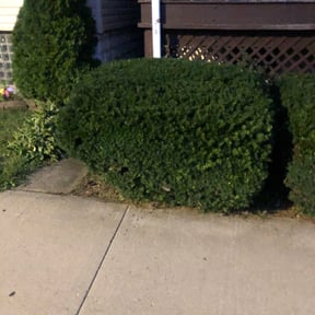 Bush Trimming by Pensacola Lawn &amp; Garden reviewed on August 18, 2025