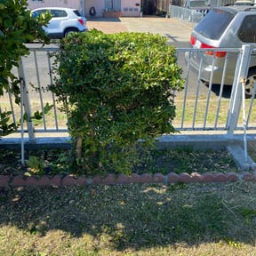 Bush Trimming by Fourmysix, LLC reviewed on August 19, 2025