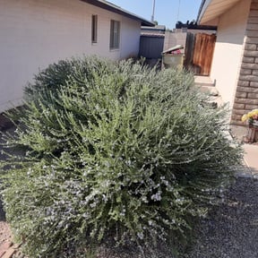 Bush Trimming by Mowing on reviewed on August 16, 2025