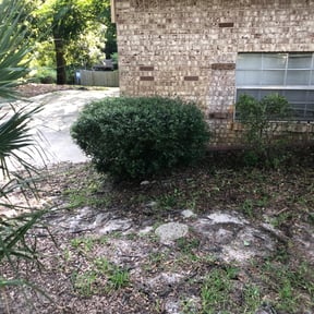 Bush Trimming by Flower Power Lawn Care reviewed on August 20, 2025